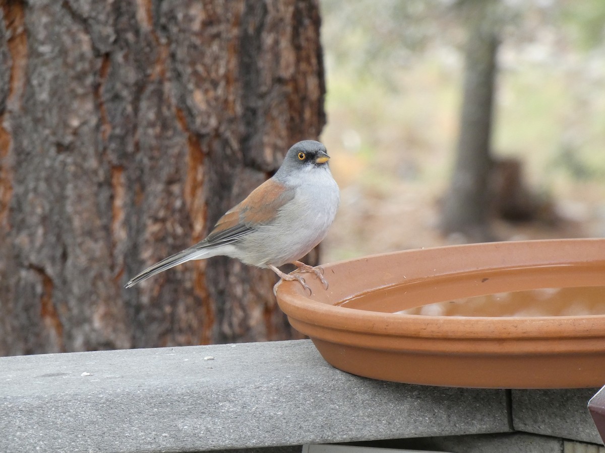 Yellow-eyed Junco - ML623996738