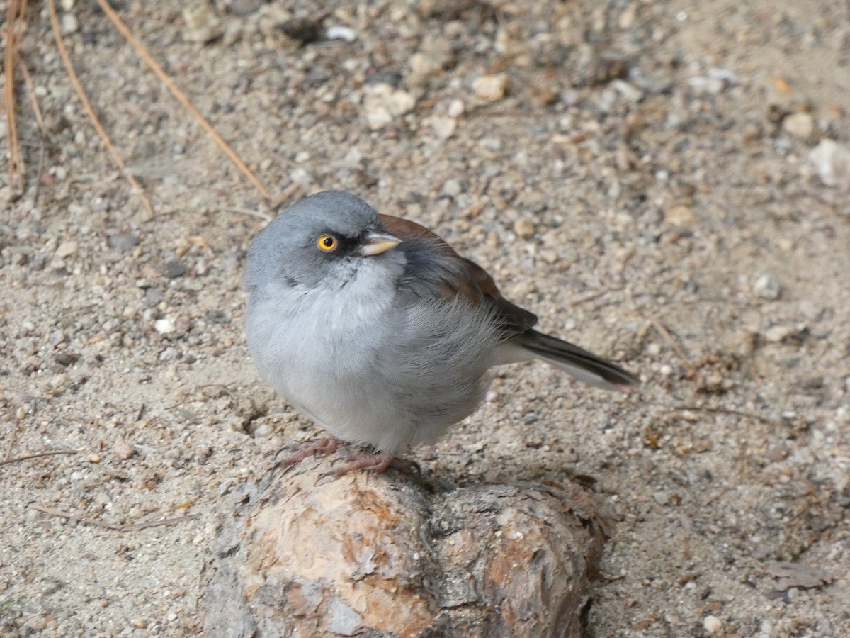 Yellow-eyed Junco - ML623996739