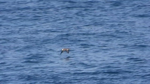 Great Shearwater - ML623996745