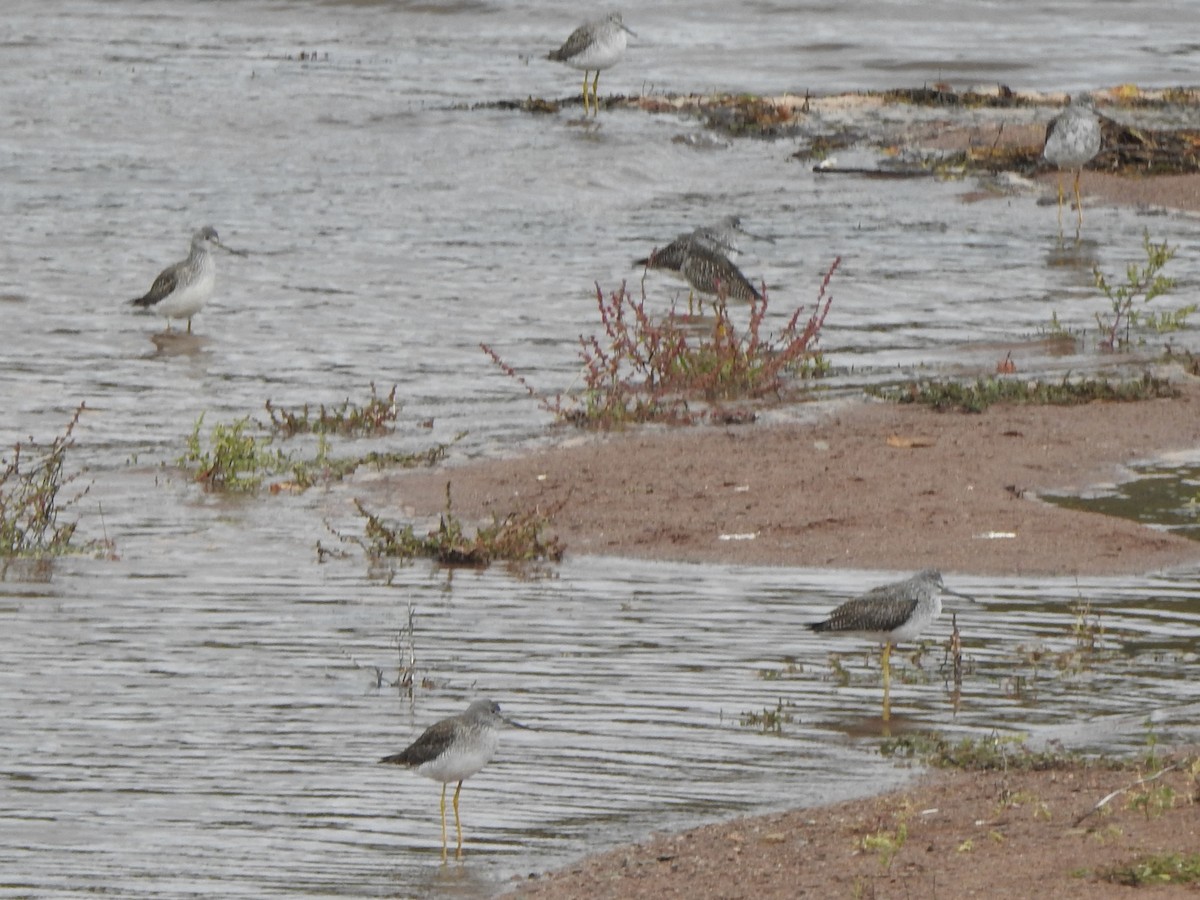 Greater Yellowlegs - Dan Stoker