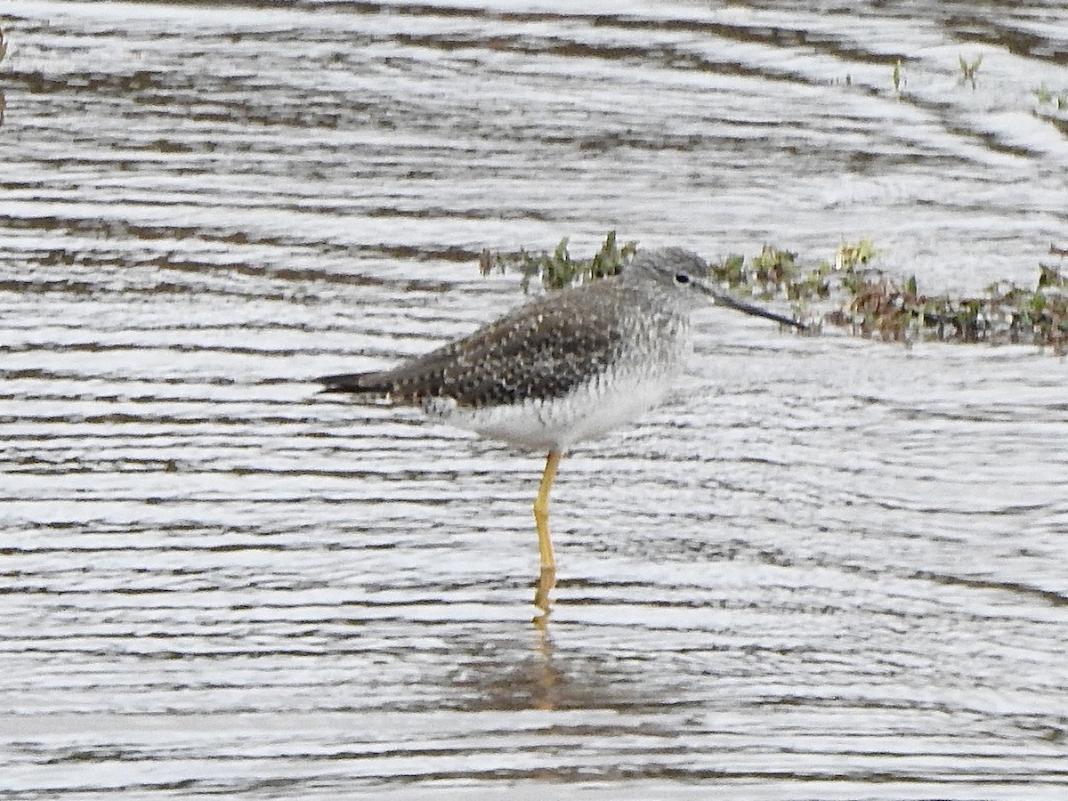 Greater Yellowlegs - ML623996753