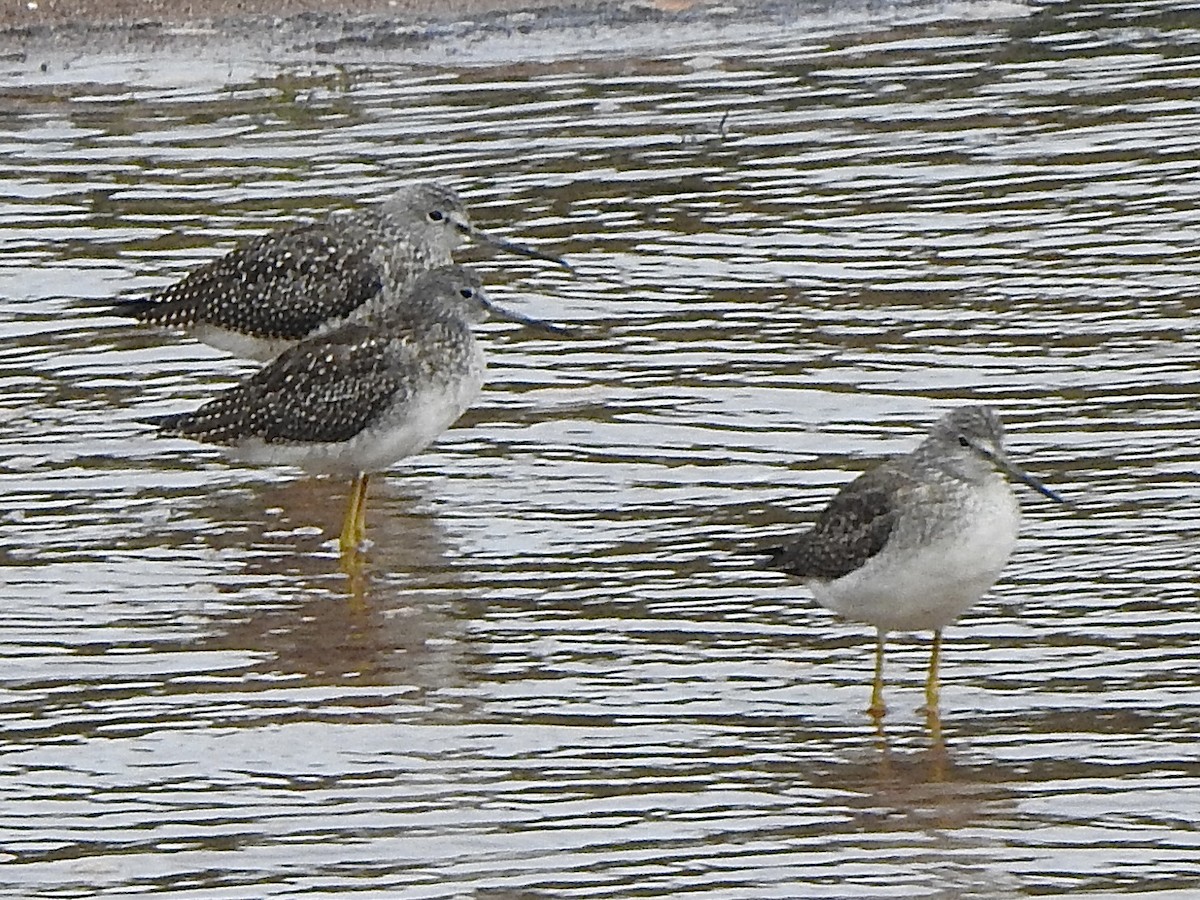 Greater Yellowlegs - ML623996754