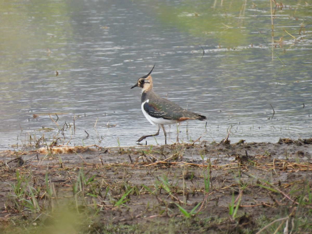 Northern Lapwing - ML623996779