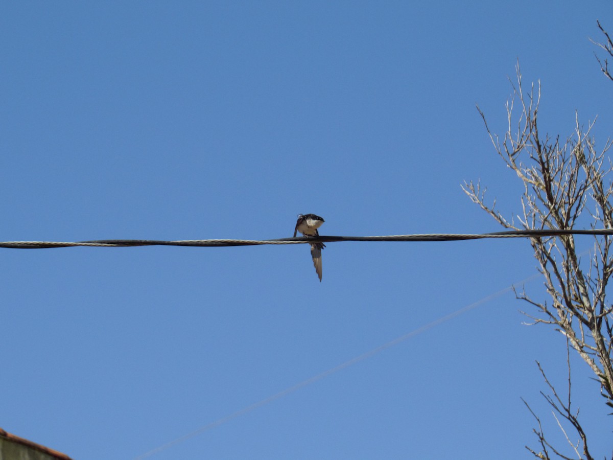 Blue-and-white Swallow - ML623996792