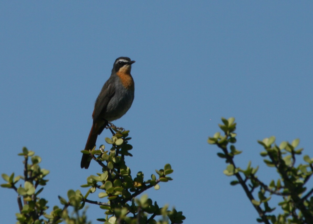 Cape Robin-Chat - ML623996808