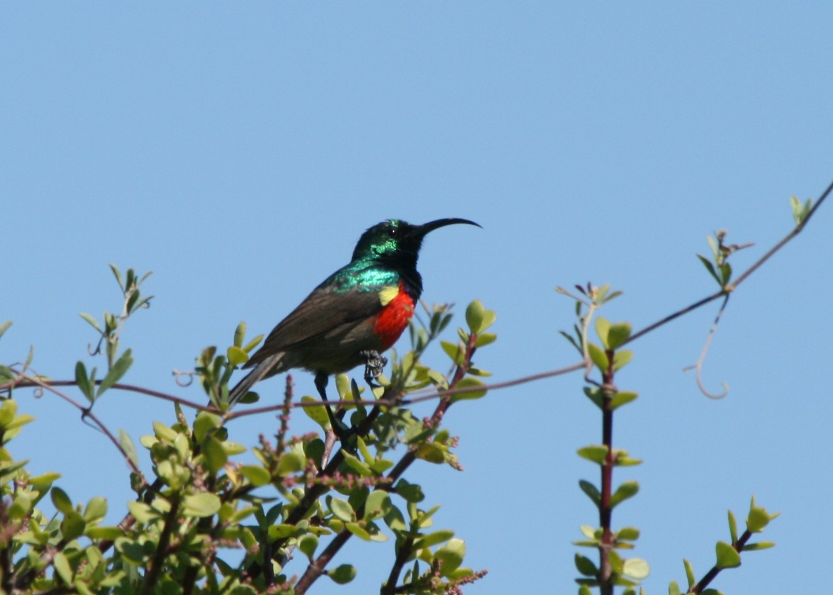 Greater Double-collared Sunbird - ML623996812