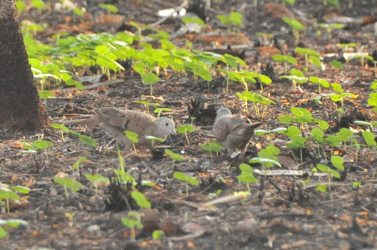 Ruddy Ground Dove - ML623996815