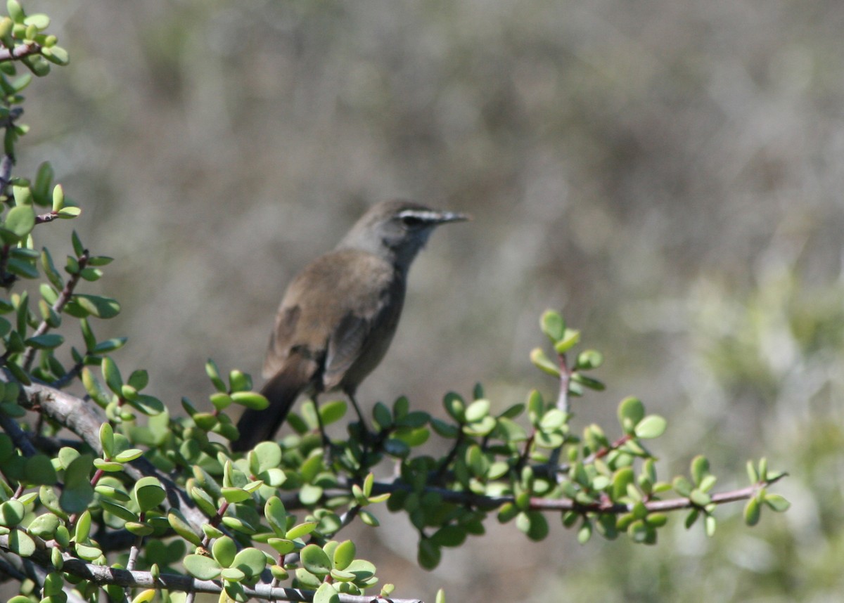 Karoo Scrub-Robin - ML623996821