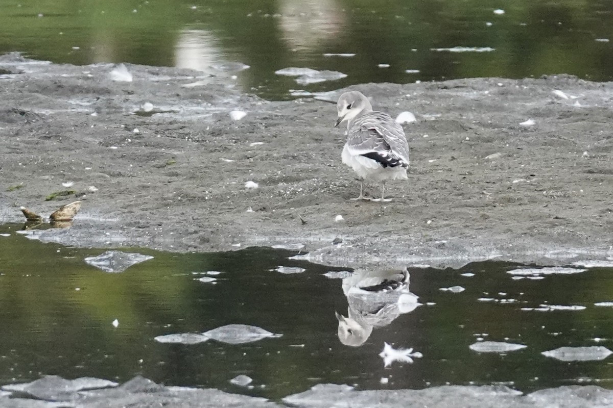 Sabine's Gull - ML623996835