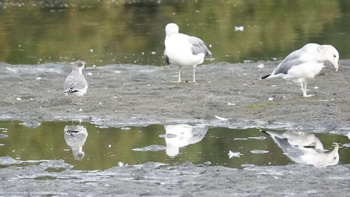 Sabine's Gull - ML623996836