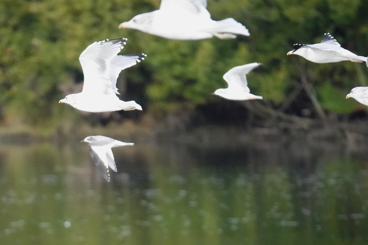 Sabine's Gull - ML623996837