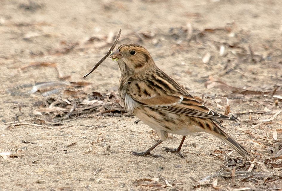 Lapland Longspur - ML623996857