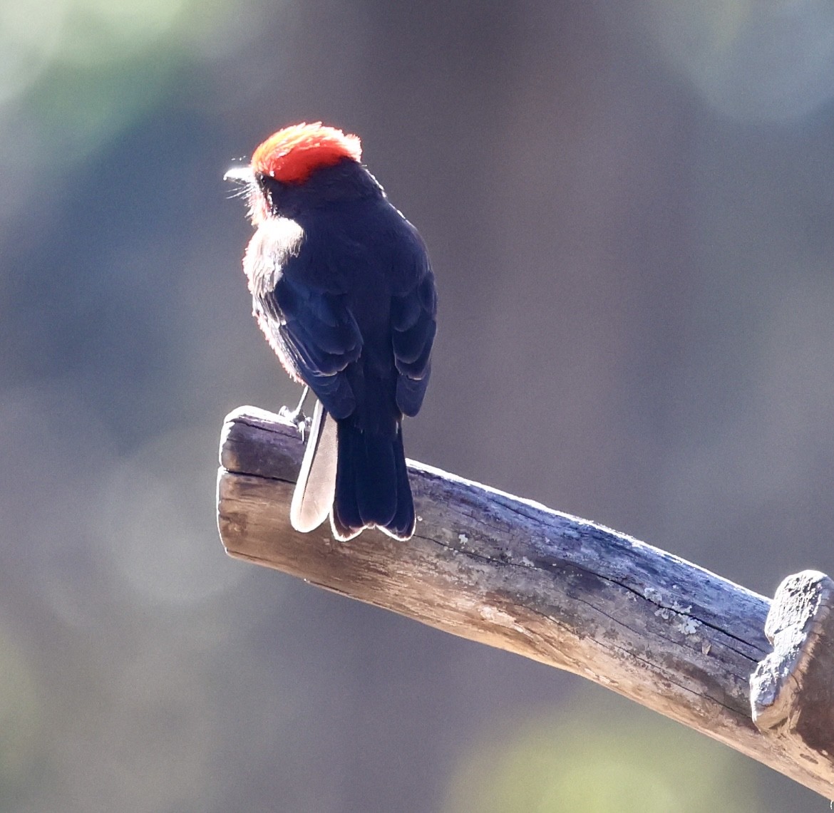 Vermilion Flycatcher - ML623996861