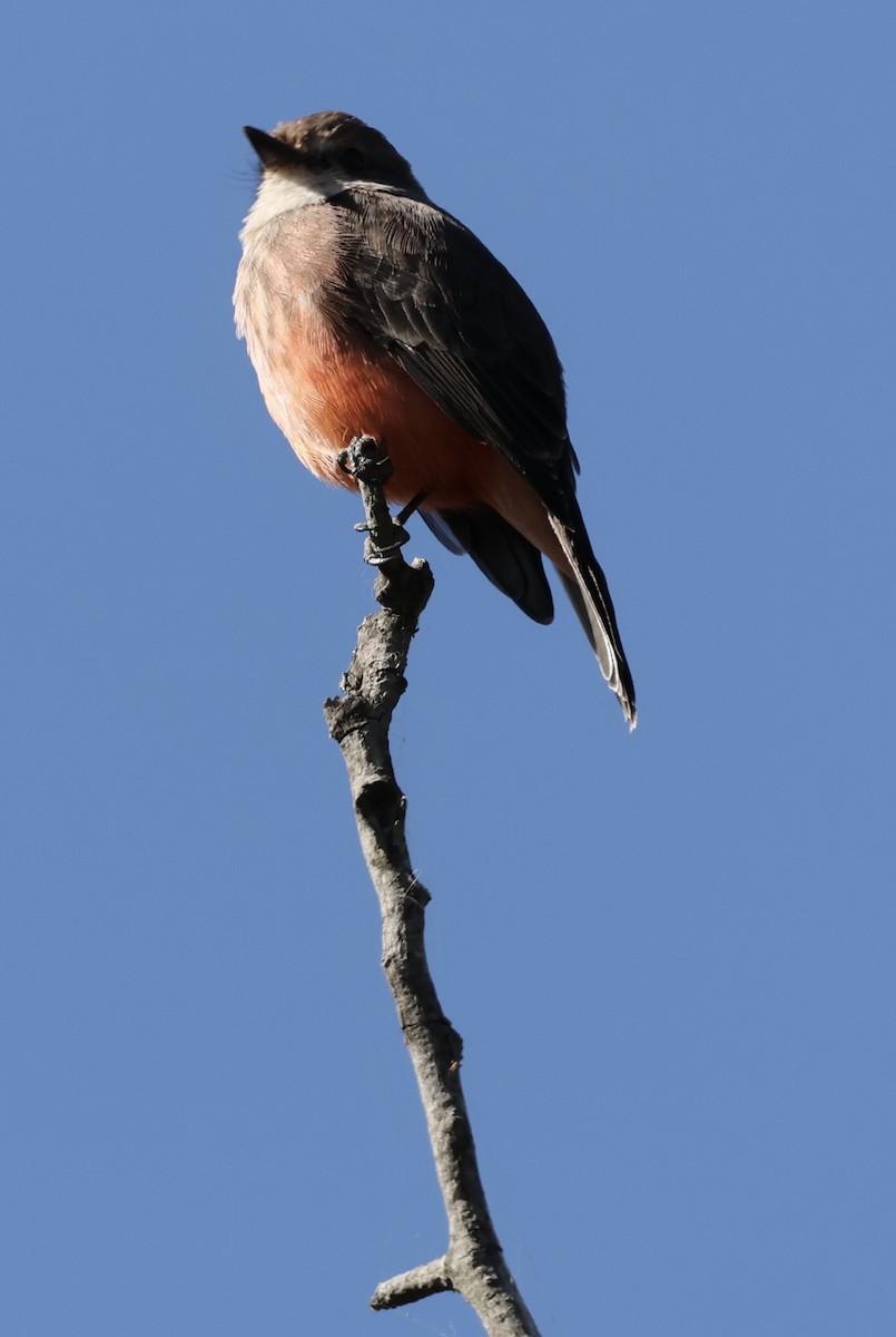 Vermilion Flycatcher - ML623996862