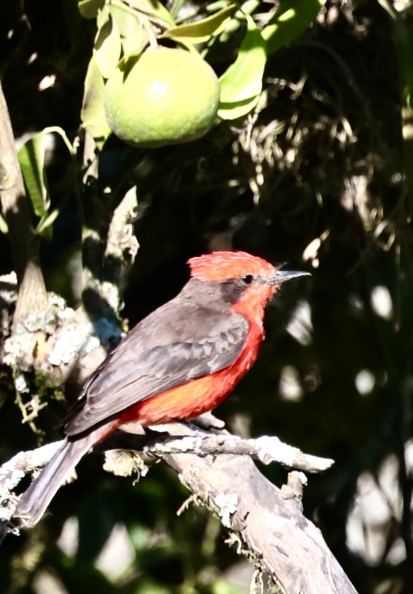 Vermilion Flycatcher - Debbie Crowley