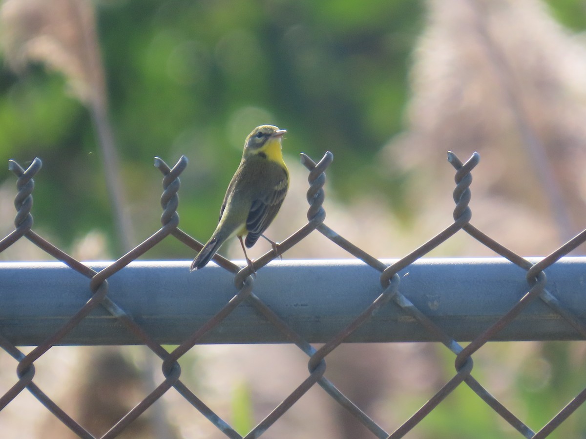 Prairie Warbler - ML623996869