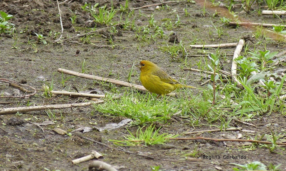 Saffron Finch - ML623996878