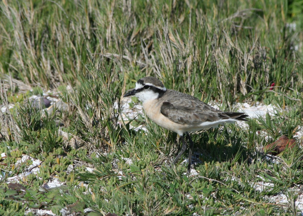 Kittlitz's Plover - ML623996884