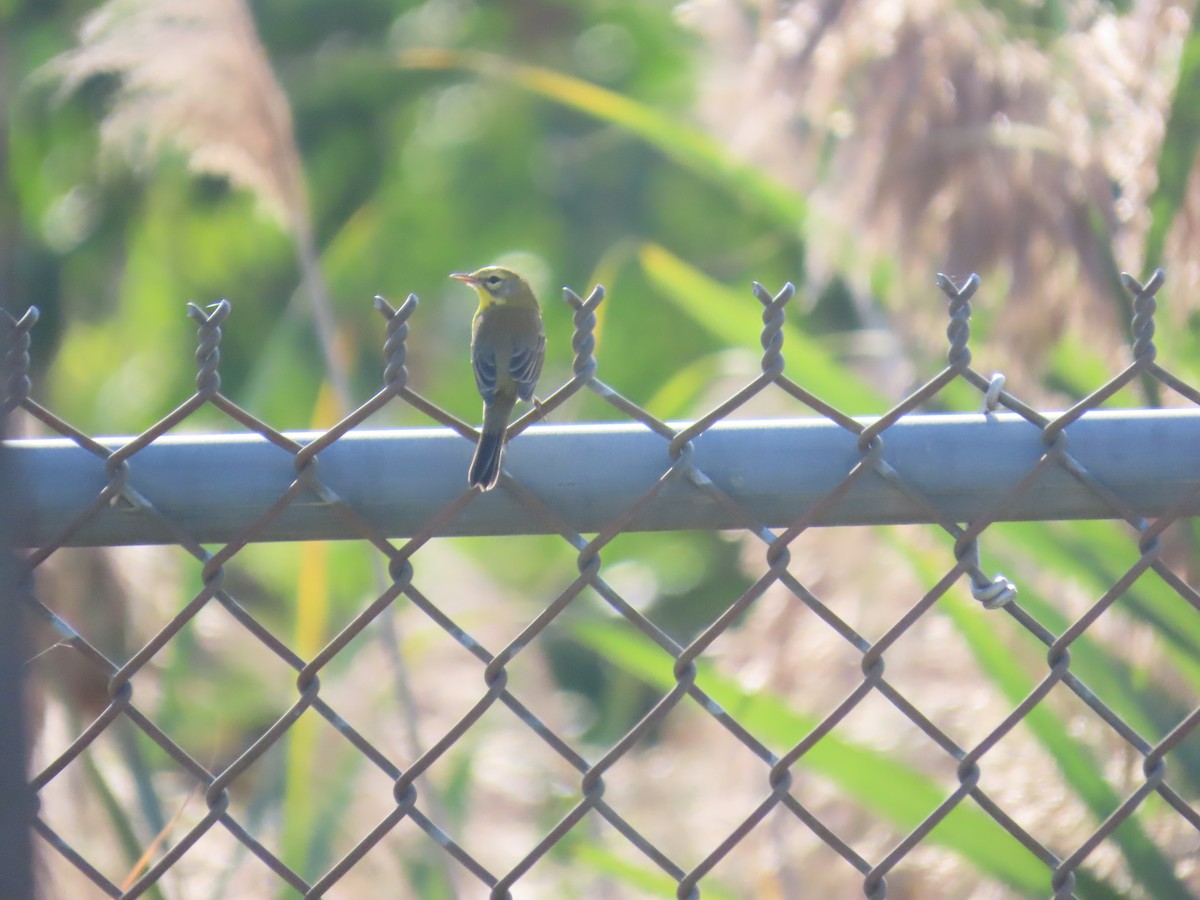 Prairie Warbler - ML623996885