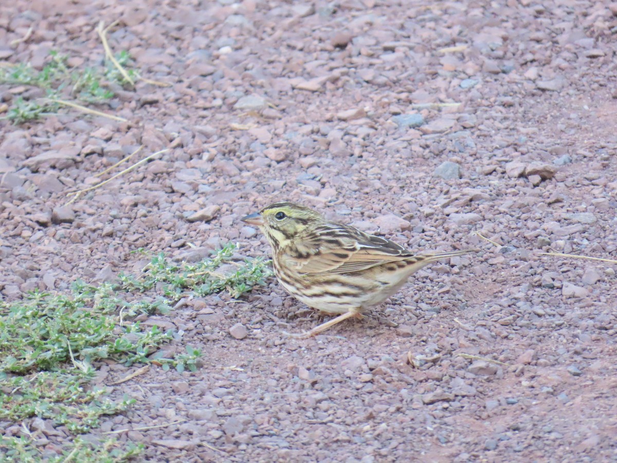 Savannah Sparrow - John Coyle