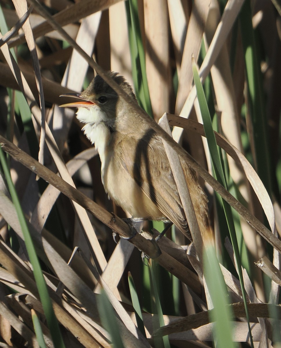 Australian Reed Warbler - Peter de Jongh