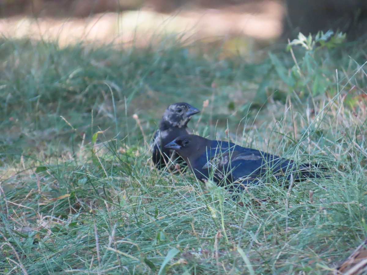 Brown-headed Cowbird - ML623996912