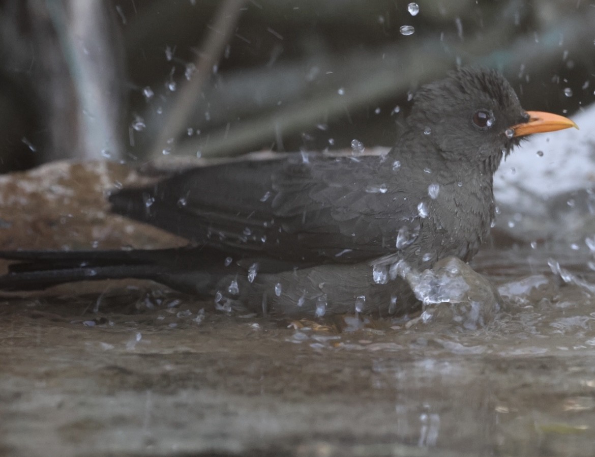 Great Thrush - Debbie Crowley