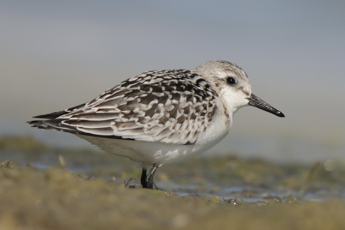 Bécasseau sanderling - ML623996938