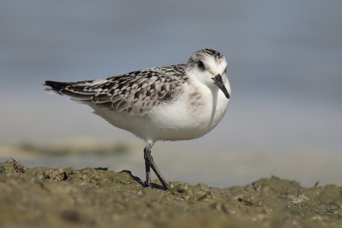 Bécasseau sanderling - ML623996941