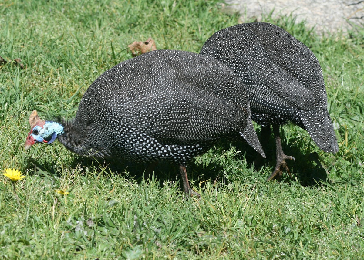 Helmeted Guineafowl (Tufted) - ML623996964