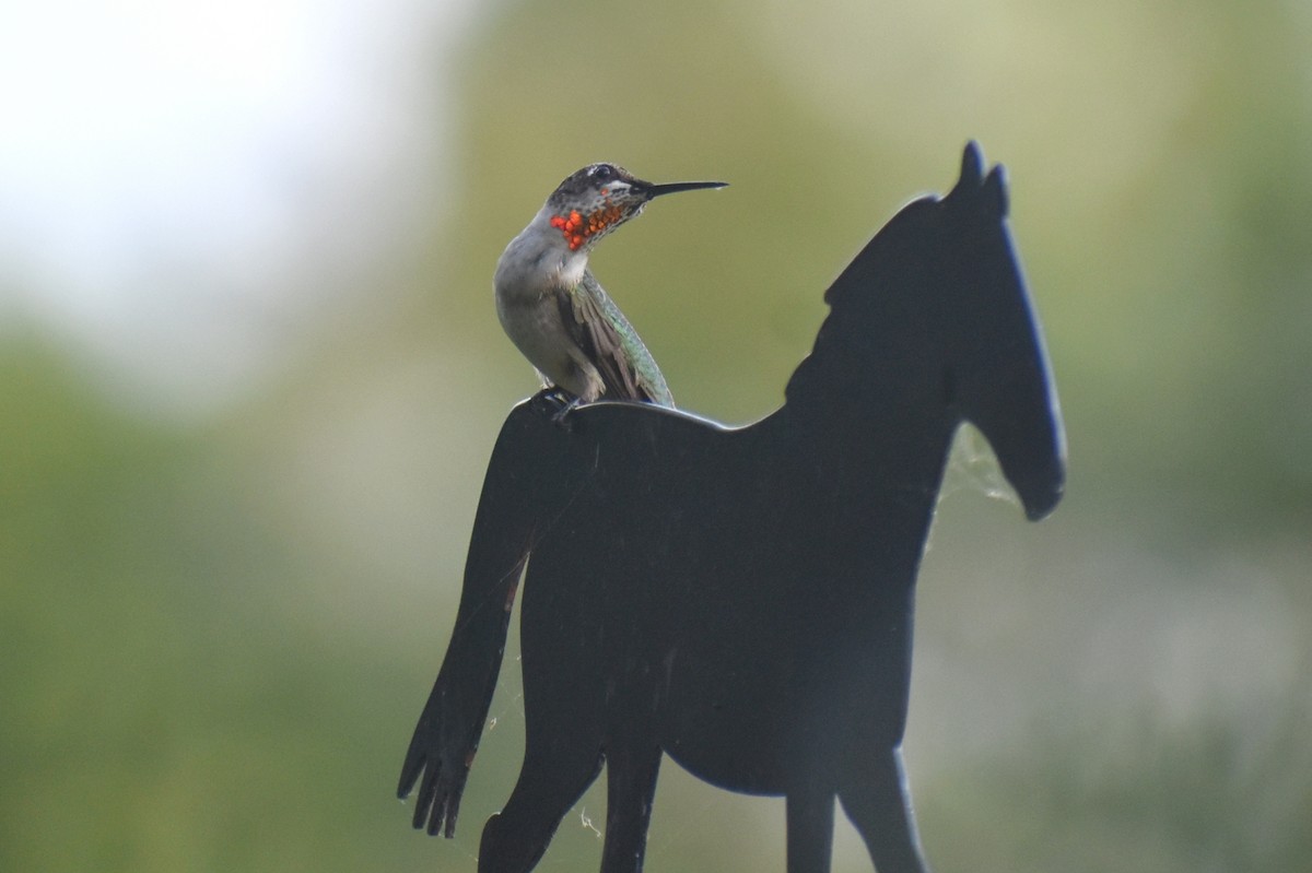 Ruby-throated Hummingbird - Claire H