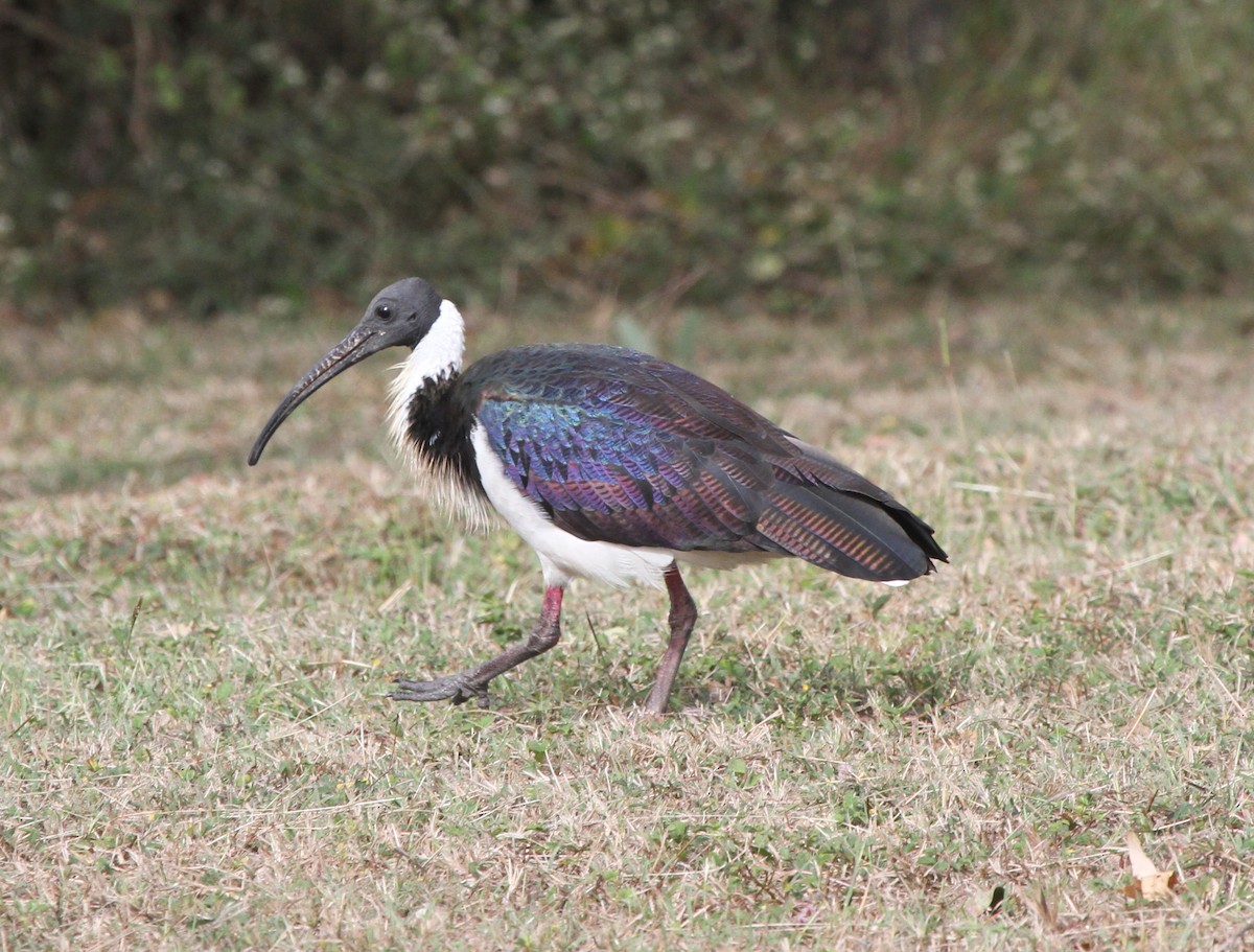 ibis slámokrký - ML62399701