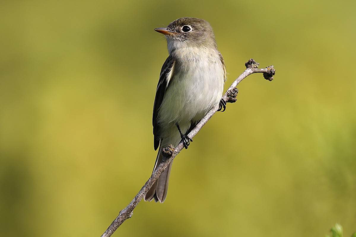 Least Flycatcher - ML623997030