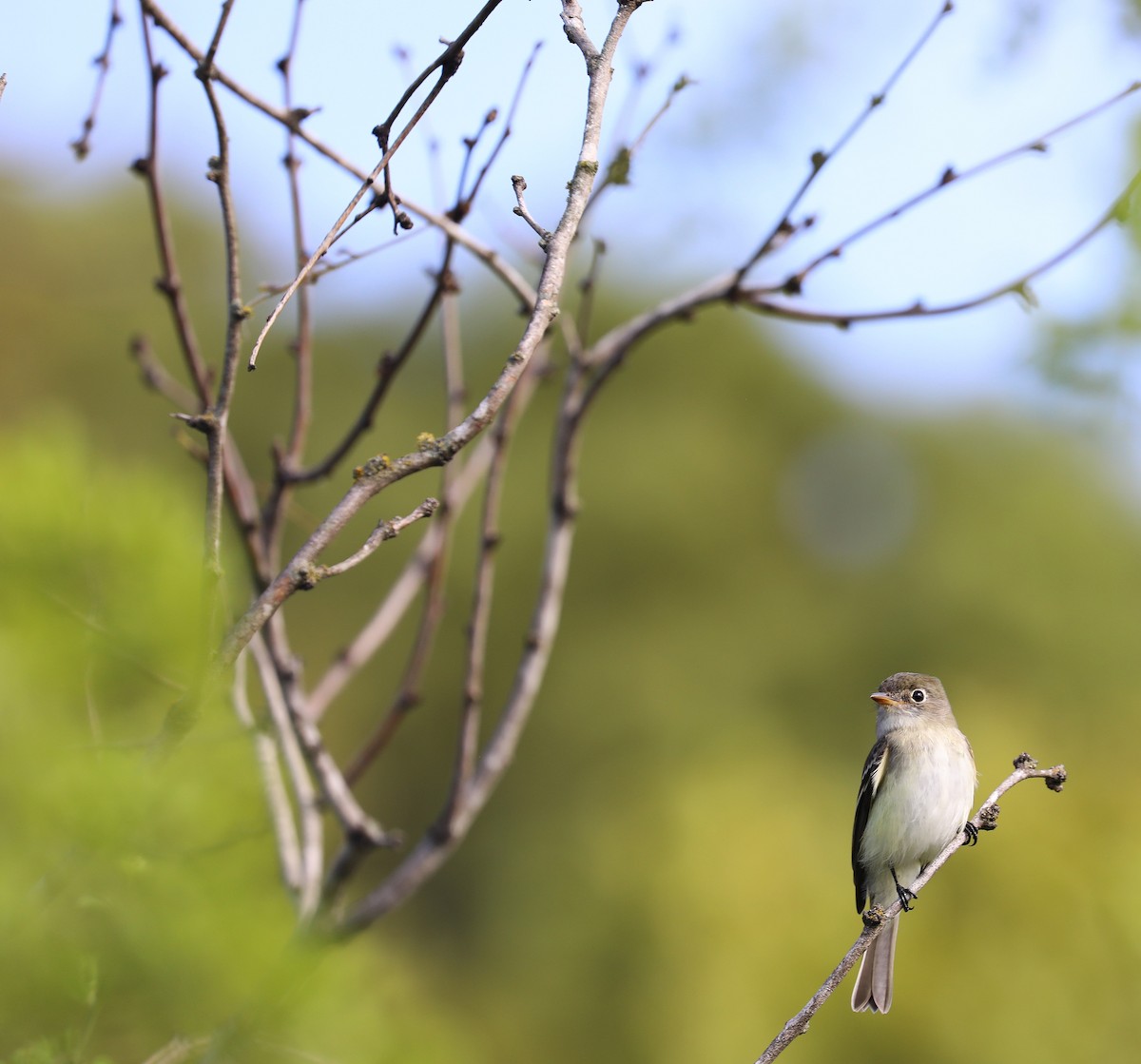 Least Flycatcher - ML623997031