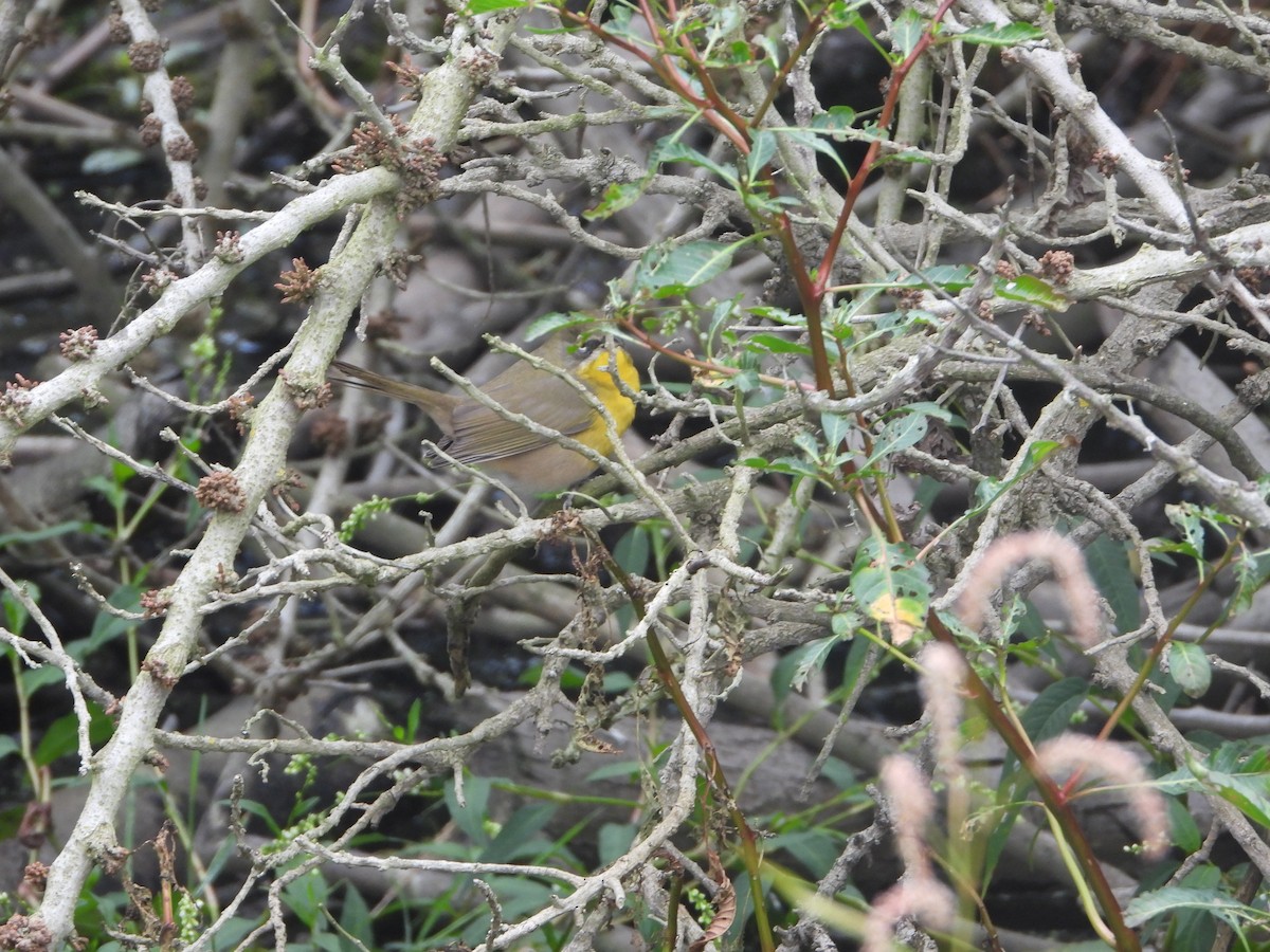 Yellow-breasted Chat - ML623997040