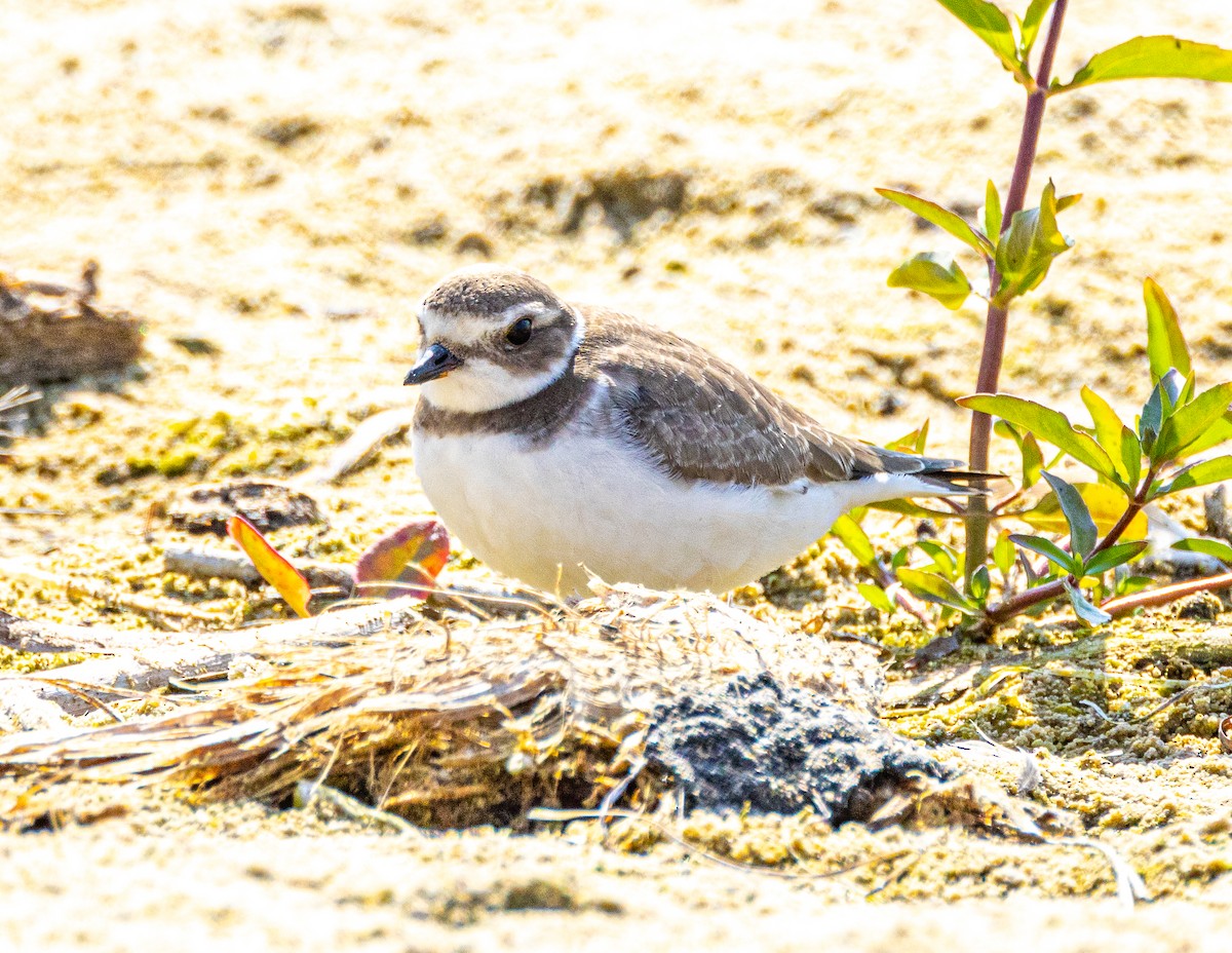 Semipalmated Plover - ML623997054