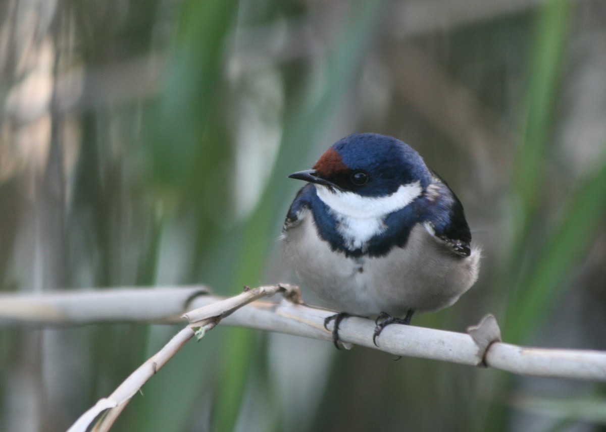 White-throated Swallow - ML623997069