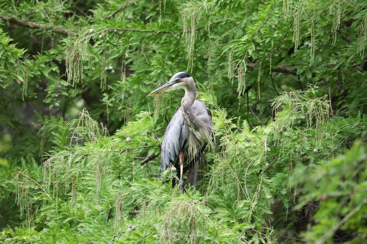 Great Blue Heron - ML623997091