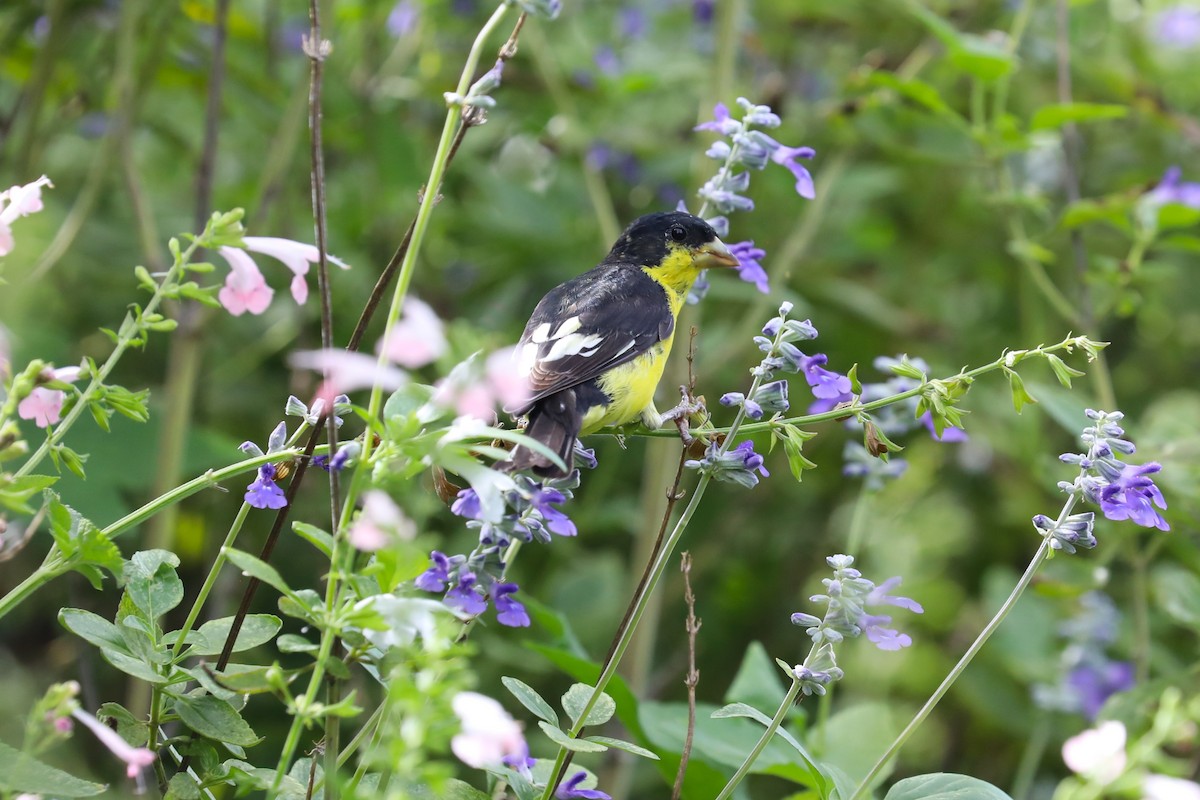 Lesser Goldfinch - ML623997099