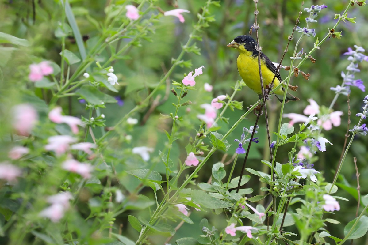 Lesser Goldfinch - ML623997100