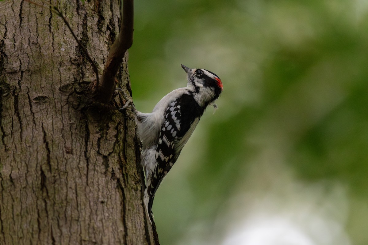 Downy Woodpecker - ML623997121