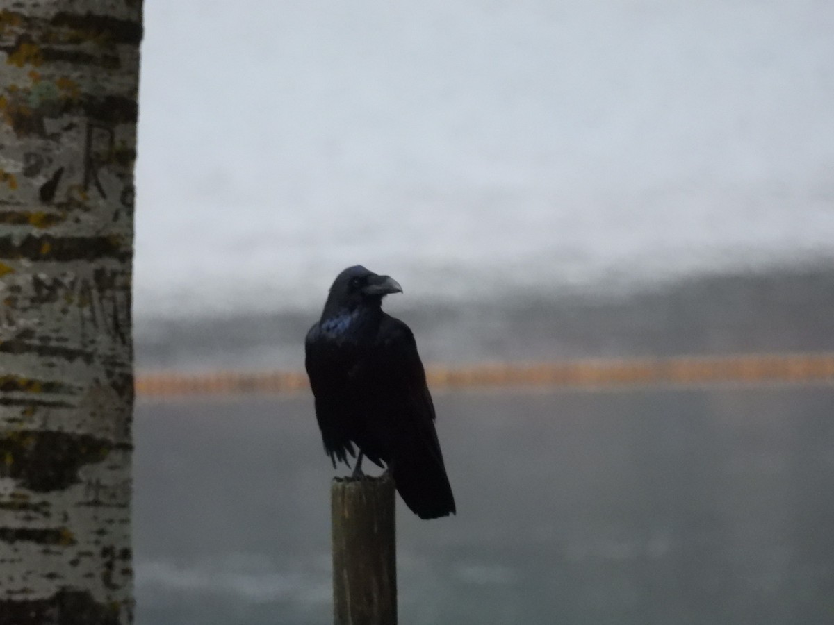 Common Raven - ML623997128