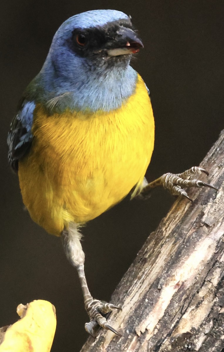 Blue-and-yellow Tanager - ML623997137