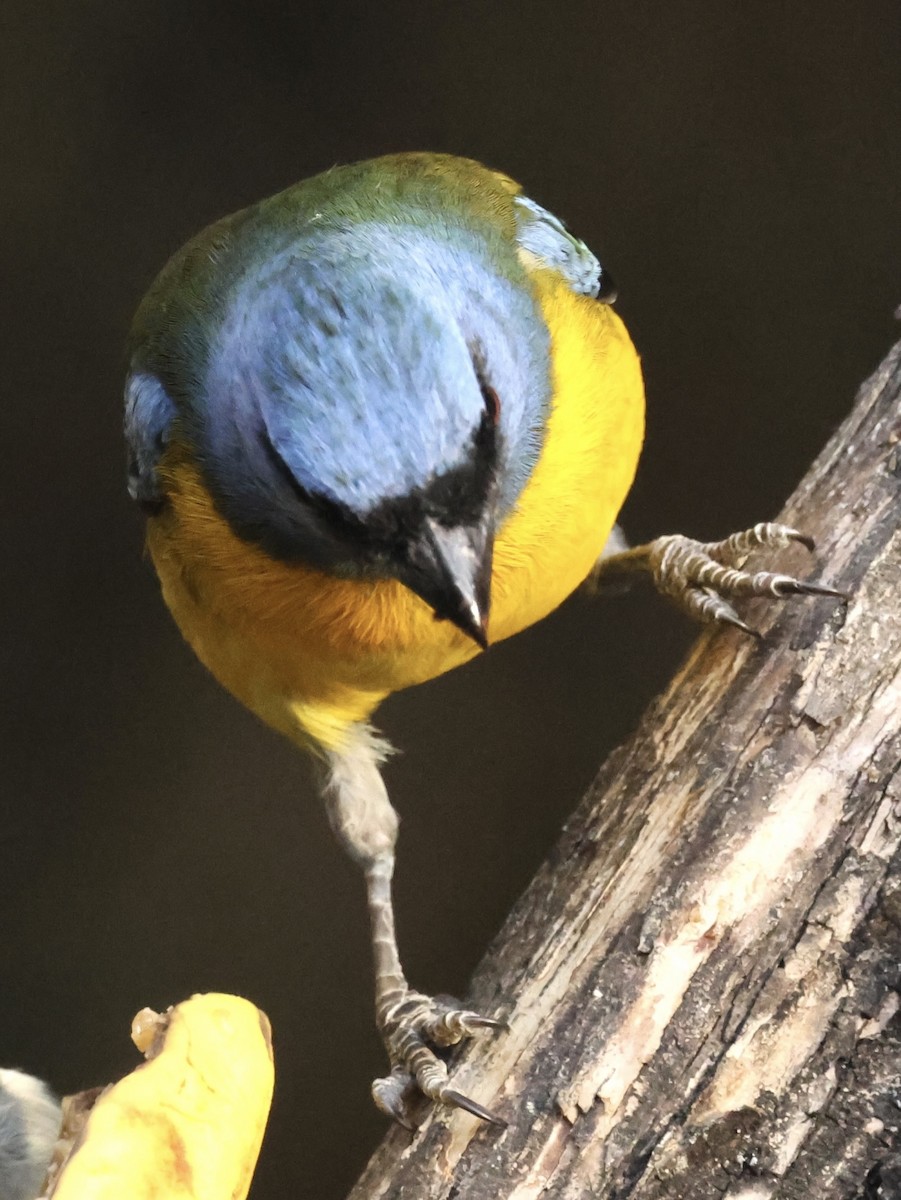 Blue-and-yellow Tanager - ML623997138