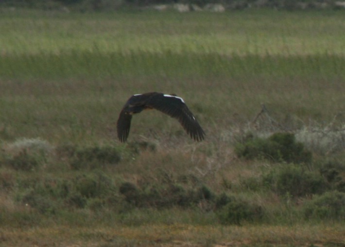 Spur-winged Goose (Southern) - ML623997147