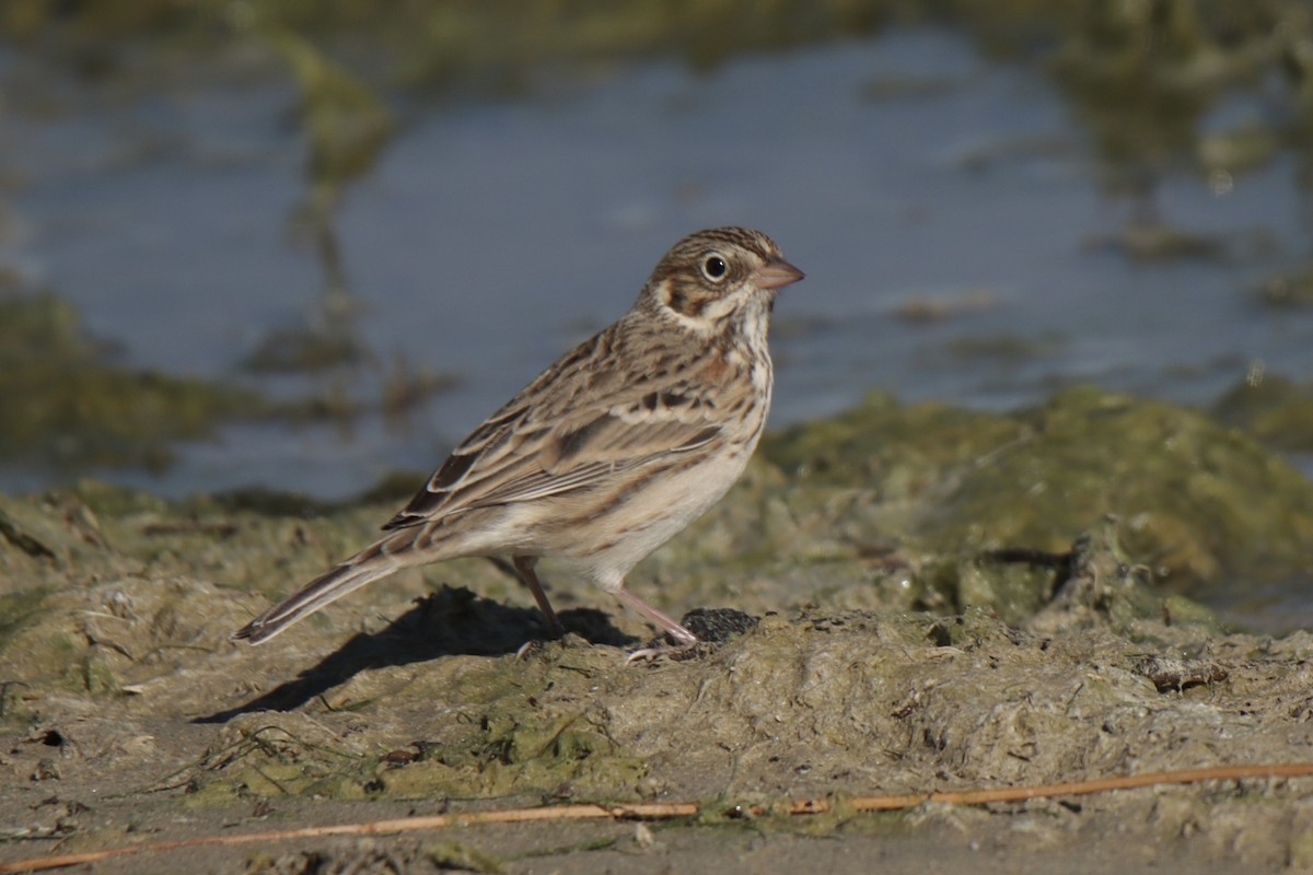 Vesper Sparrow - ML623997160