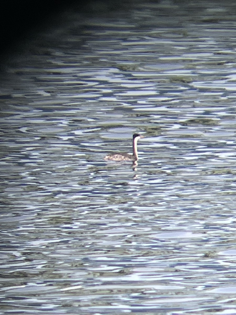 Clark's Grebe - Spencer Parsons