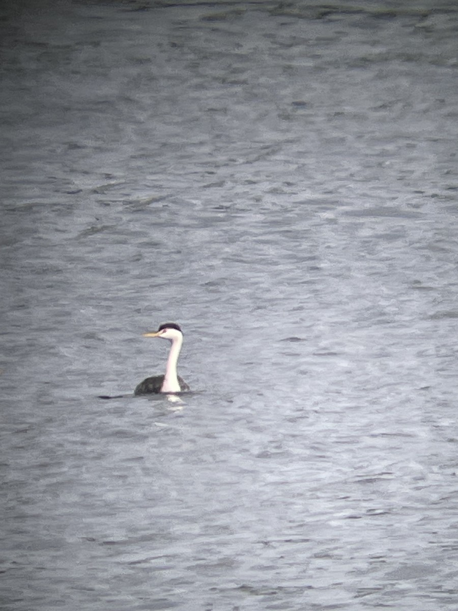 Clark's Grebe - ML623997167