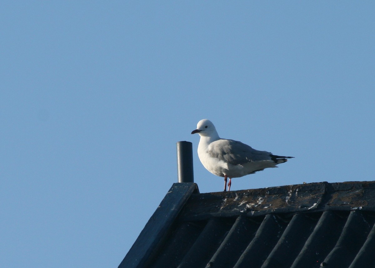 Hartlaub's Gull - ML623997174