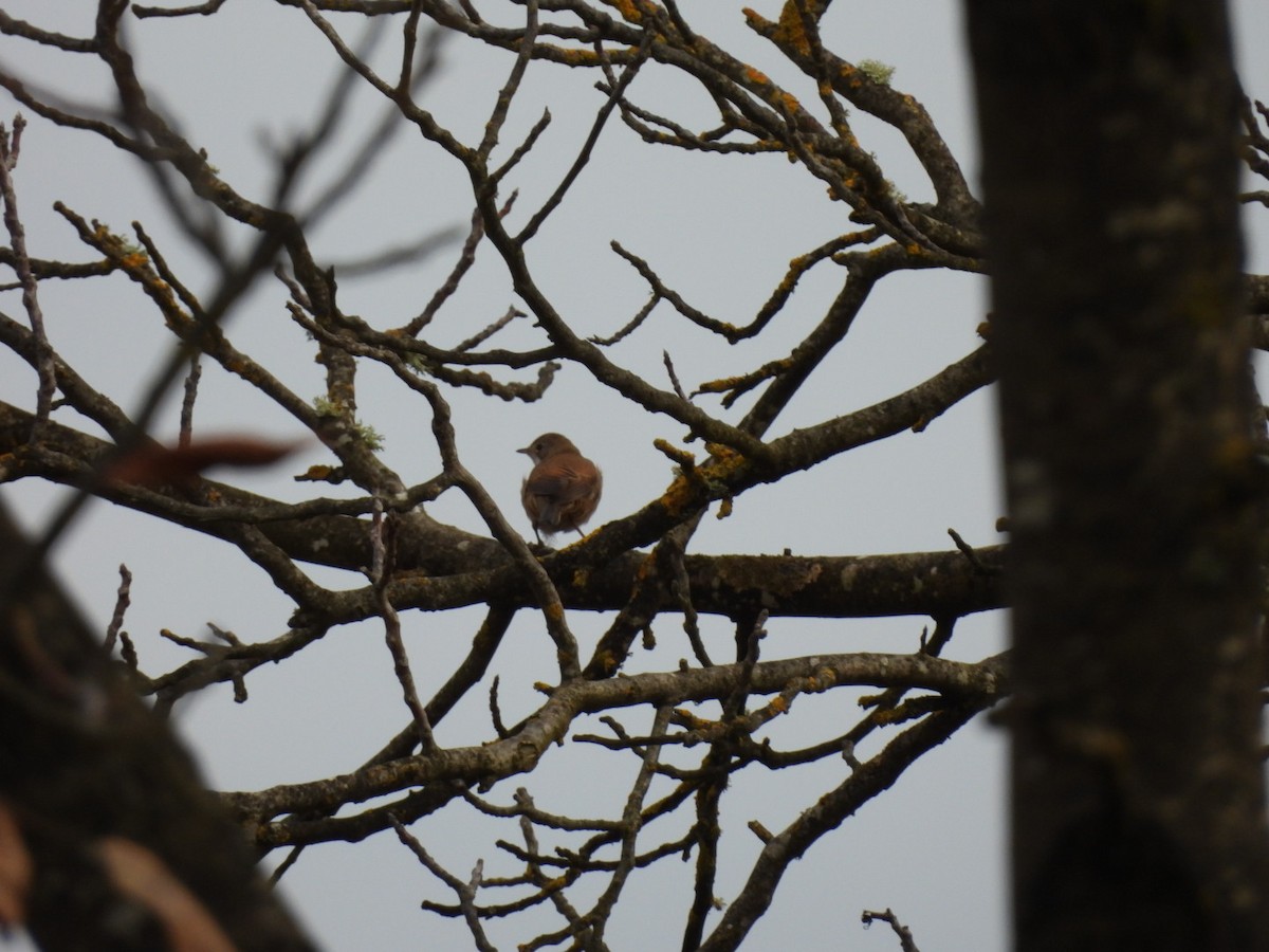 Greater Whitethroat - ML623997181